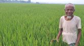 হাওরে আগাম বন্যা থেকে ফসল সুরক্ষায় নতুন জাতের ধানের চমক