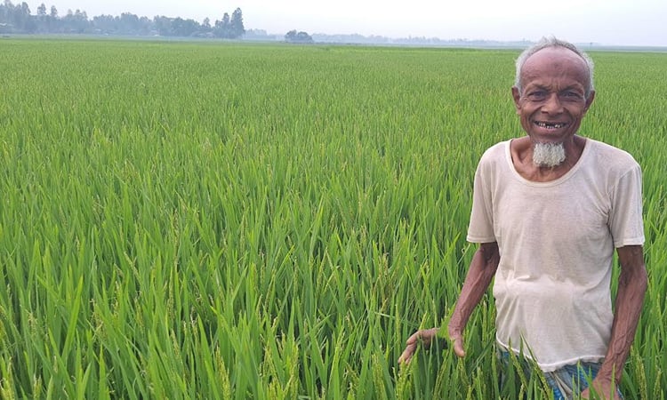 হাওরে আগাম বন্যা থেকে ফসল সুরক্ষায় নতুন জাতের ধানের চমক