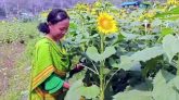 পাহাড়ের কৃষকদের আশার আলো দেখাচ্ছে সূর্যমুখী