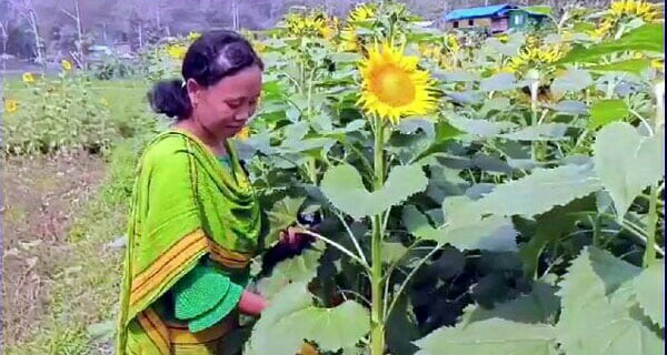 পাহাড়ের কৃষকদের আশার আলো দেখাচ্ছে সূর্যমুখী