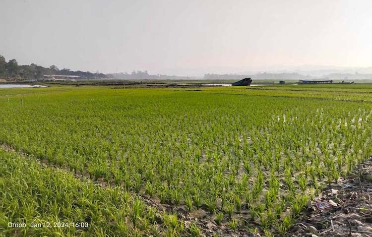 জলে ভাসা জমিতে চলছে বোরো আবাদ