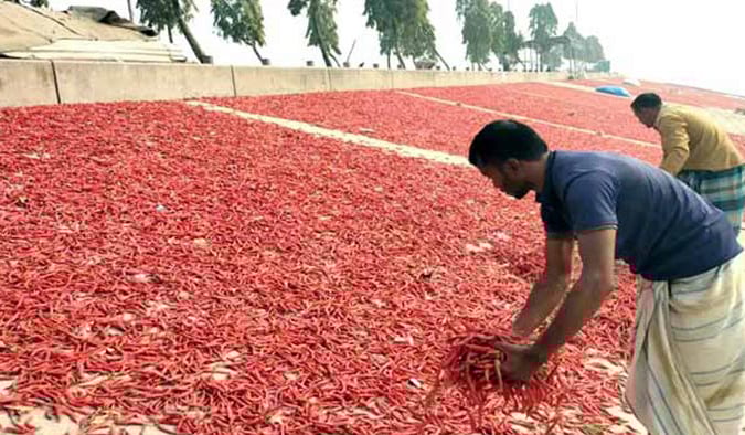 টুকটুকে লাল মরিচ দেখে কৃষকের মুখে হাসি