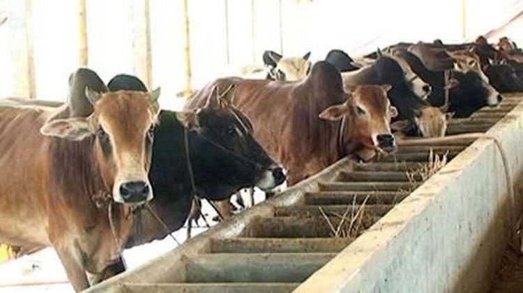 ব্যস্ত সময় পার করছেন গরু খামারীরা
