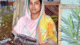 জৈব সার উৎপাদনে সফল নারী উদ্যোক্তা হালিমা