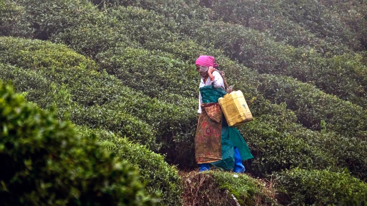 ২০ শতাংশ বোনাসের দাবিতে দার্জিলিংয়ে চা শ্রমিকদের ধর্মঘট