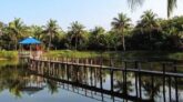 সুন্দরবন প্রকৃতির অপার সৌন্দর্যের লীলাভূমি