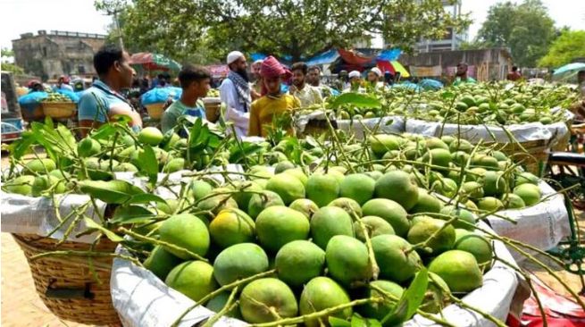 ফলন ভালো হলেও গরম-ছুটিতে আম চাষির সর্বনাশ