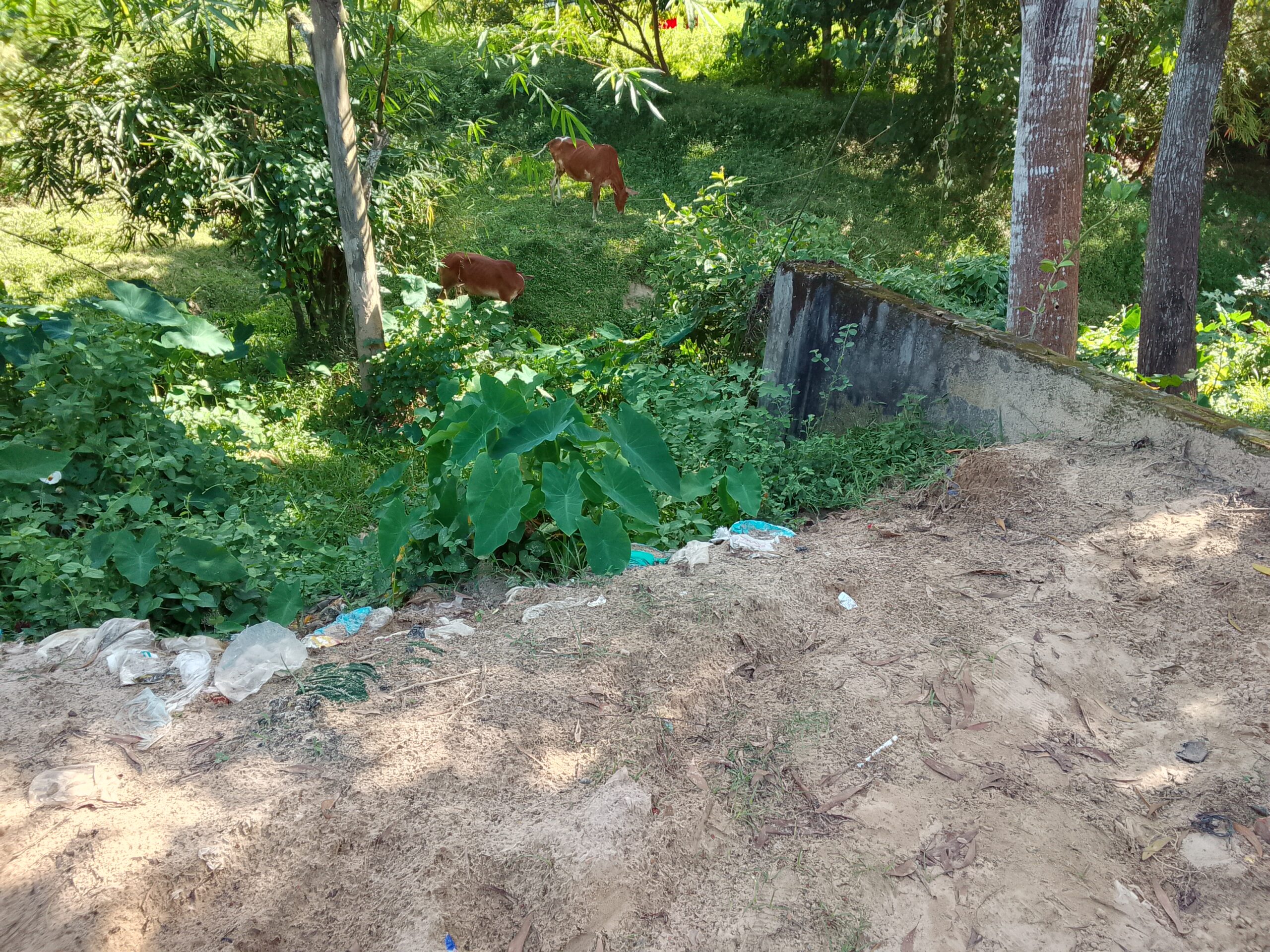 শ্রীমঙ্গলের ৫নং পুলের রাস্তা ঝুঁকিতে, অবৈধ বালু উত্তোলনে দুর্ভোগ চরমে
