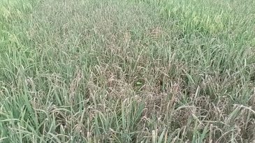 ভুল কীটনাশকে এক একর ধান নষ্ট, ক্ষতিপূরণ চান বর্গাচাষী