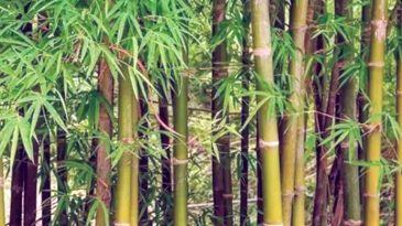 বাঁশ দিবস: পরিবেশ সুরক্ষা ও টেকসই অর্থনীতির নতুন সম্ভাবনা