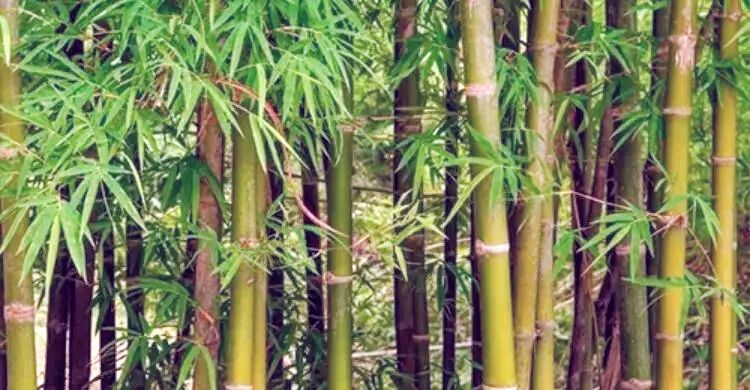 বাঁশ দিবস: পরিবেশ সুরক্ষা ও টেকসই অর্থনীতির নতুন সম্ভাবনা